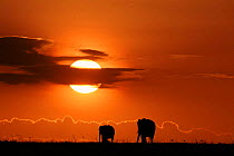 African elephants silhouetted at dawn, Masai Mara, Kenya