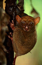 Spectral tarsier (Tarsius tarsier / spectrum / fuscus) native to Sulawesi, Indonesia, captive