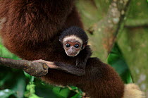 White-handed gibbon baby. Endangered species native to South East Asia.