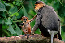 Douc langur monkey with baby. Endangered species native to Vietnam.