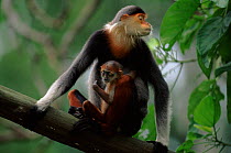 Douc langur monkey with baby. Endangered species native to Vietnam.