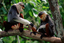 Douc langur monkey family group. Endangered species native to Vietnam