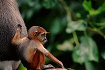 Douc langur monkey baby. Endangered species native to Vietnam.