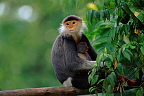 Douc langur monkey holding baby. Endangered species native to Vietnam