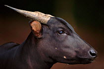 Anoa - endangered species native to Sulawesi, Indonesia