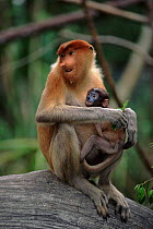 Proboscis monkey holding baby. Species native to Borneo