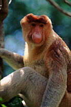 Proboscis monkey male portrait. Species native to Borneo