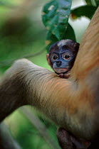 Proboscis monkey baby. Species native to Borneo