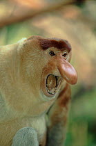 Proboscis monkey male. Species native to Borneo