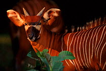 Bongo antelope - rare species occurring in West, Central and East Africa