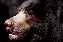 Sloth bear head close-up - nostrils can be closed and mouth parts are adapted to suck up termites. Native to India.