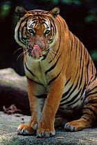 Indochinese subspecies of tiger (Panthera tigris corbetti) captive