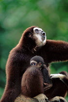 White-handed gibbon with young {Hylobates lar}