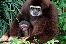 White-handed gibbon with young. Native to South-East Asia