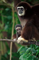 White-handed gibbon with young. Species native to South East Asia