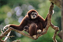 White-handed gibbon with baby. Native to South East Asia