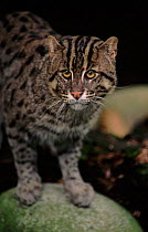 Fishing cat portrait. Occurrs in South East Asia and India - probably endangered.