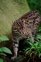 Fishing cat. Occurrs in South East Asia and India. Probably endangered