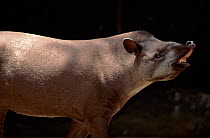 Brazilian tapir scenting air - flehmen response