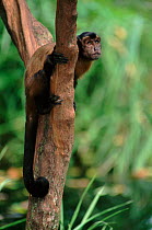 Brown capped capuchin monkey