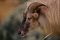 Himalayan tahr - rare species occurring in India, China and Nepal.
