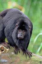Black howler monkey male portrait