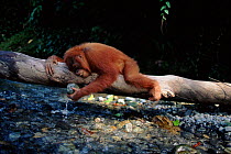 Orang utan playing with water in stream, (Pongo abelii) Gunung Leuser NP Indonesia