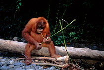 Orang utan playing with stick, (Pongo abelii) Gunung Leuser NP, Indonesia