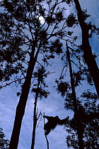 Orang utan silhouetted in trees, (Pongo abelii) Gunung Leuser NP, Indonesia