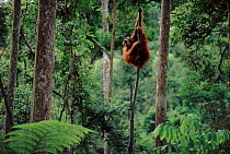 Sumatran Orang utan male in canopy calling out (Pongo abelii) Gunung Leuser NP, Sumatra, Indonesia