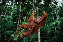 Orang utan in forest, (Pongo abelii)  Gunung Leuser NP, Indonesia