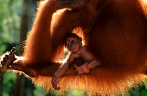 Orang utan baby, (Pongo abelii) Gunung Leuser NP, Indonesia