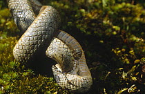Smooth snake males fighting {Coronella austriaca} Purbeck, Dorset, UK