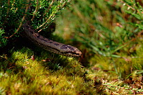 Smooth snake female on heathland, Purbeck, Dorset UK