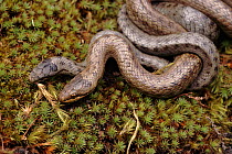 Smooth snakes mating, Dorset, UK