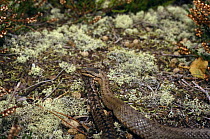 Smooth snake (Coronella austriaca) seizes young Adder (Vipera berus) Purbeck, Dorset, UK