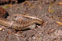 Smooth snake giving birth, Dorset, UK