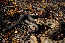 Smooth snake female with babies, Dorset UK