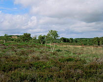 Hartland moor NNR,  with Birch saplings,  Purbeck, Dorset, UK.