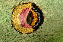 American moon moth close-up of eyespot
