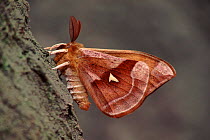 Tau emperor moth, Germany, Europe.