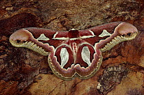 Rothschild's atlas moth, Itatiaia National Park, Brazil