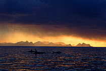 Killer whale pod, Tvsfiord, Norway, Europe.
