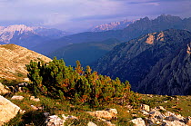 Mountain Pine {Pinus mugo} growing at high altitude in the Italian Dolomites, Italy, Europe.
