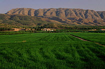 Rice {Oryza sativa} cultivation Calasparra, Murcia, Spain, Europe.