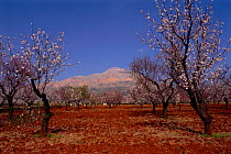 Almond tree orchard, Montgo NP, Denia, Alicante, Spain, Europe