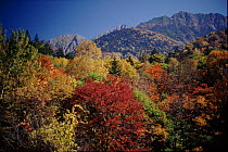 Mixed woodland (Japanese Spruce & Maple) Hotaka Mountains, Northern Alps, Japan
