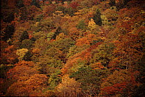 Mixed woodland (Japanese larch and maples) in autumn, Northern Alps, Hirayu, Japan, Asia.
