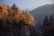 Mixed woodland (Japanese larch and maples) Northern Alps, Hirayu, Japan, Asia.