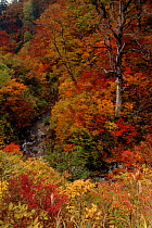 Autumn colours, Shokawa, Northern Alps, Japan, Asia.